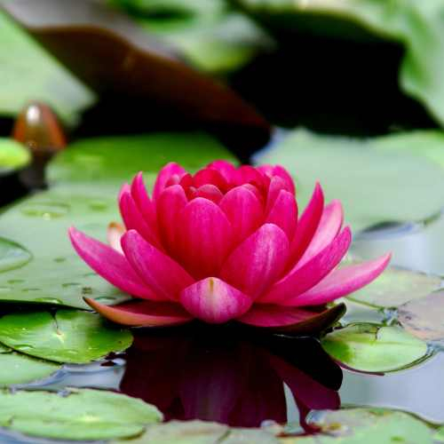 Glänzende Lotus-Pakete